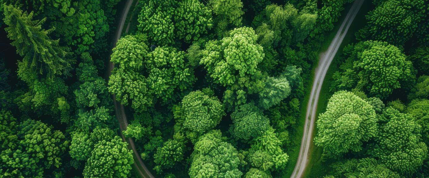 Foto: Luftaufnahme einer Waldlandschaft mit Laubbäumen und einem sich durch den Wald schlängelnden Weg